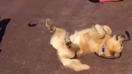 Un chien imite des femmes qui font de l'exercice