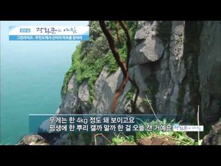 무인도에서 신비의 약초를 찾아라  [광화문의 아침] 29회 20150716