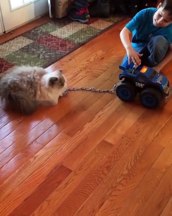 exellent la tronche du chat à la fin