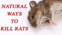 Get rid of RATS with natural remedies, अपनाए चूहे मारने के यें देसी नुस्खे | BoldSky