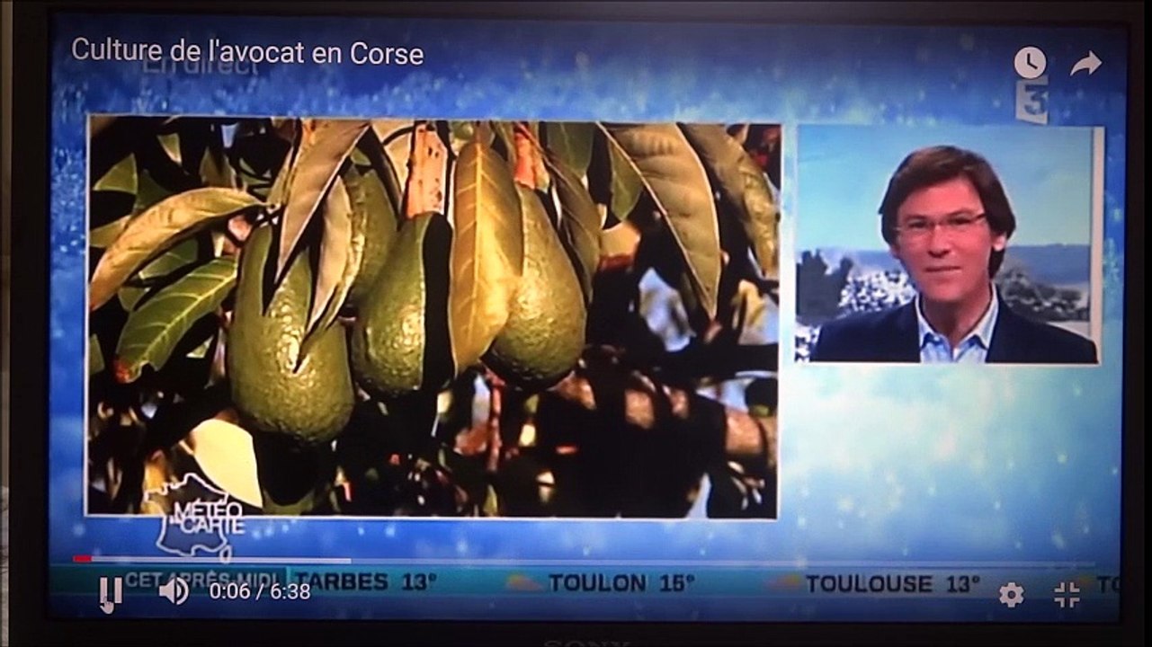 Culture de l'avocat en Corse
