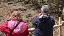 Parc animalier d'Auvergne : Panthères des Neiges