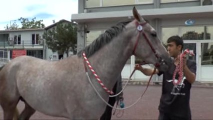 Atlar Bu Kez Güzellik İçin Yarıştı