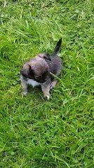 Hawaï chihuahua mâle 7 semaines