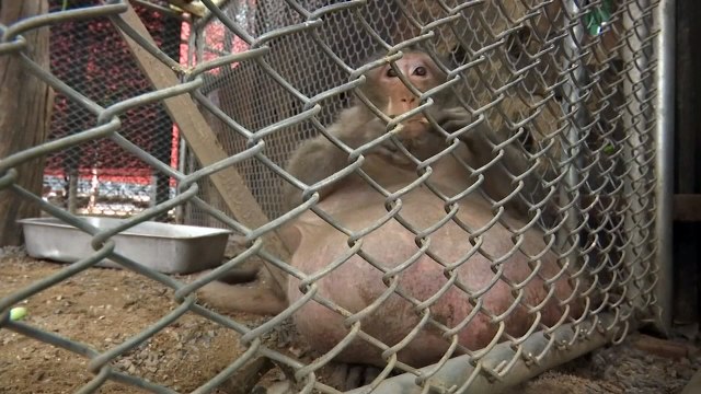Morbidly obese wild monkey 'Uncle Fat' placed on strict diet