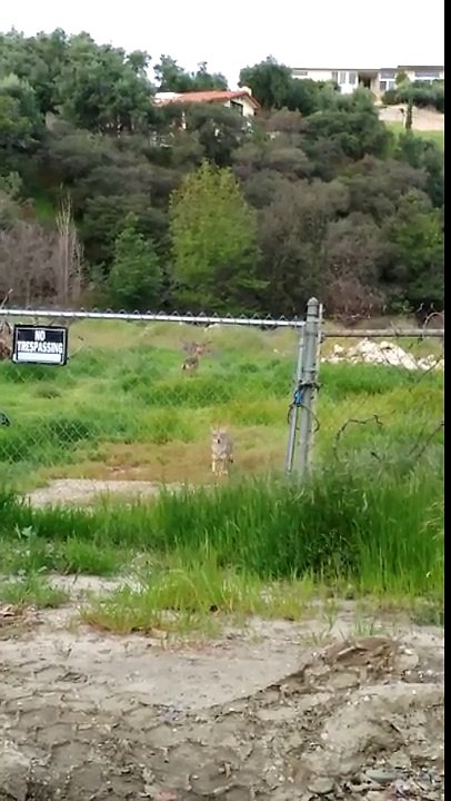 Barking Coyotes In The Foothills Of The San Gabriel Mountains In California