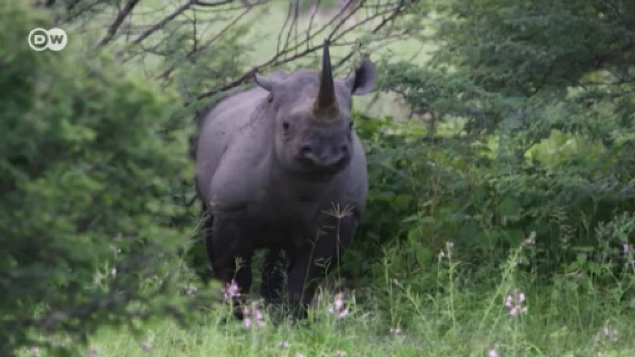Projeto faz com que população de rinocerontes-negros volte a crescer
