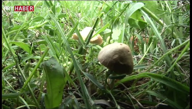 Doğal mantar konusunda doğru bilinen pek çok yanlış var