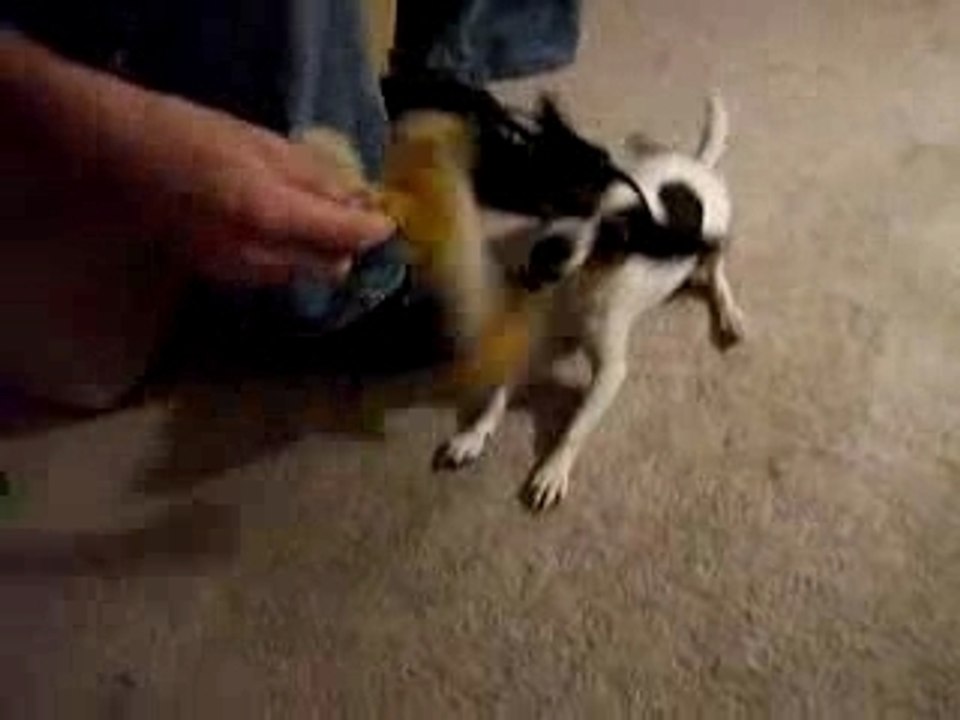 ACTION JACKSON SQUEEK'N