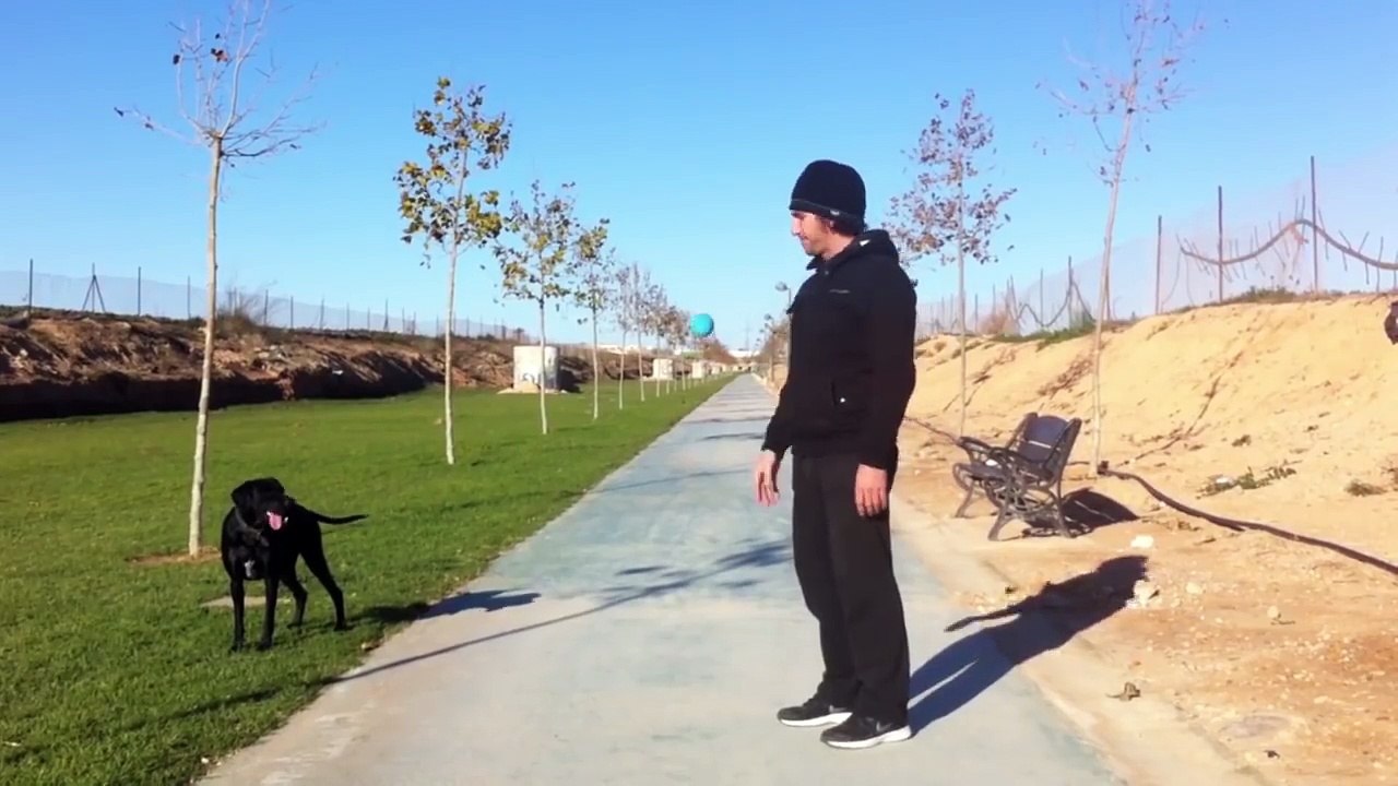 Taglia dei palloncini colorati e crea un oggetto che i vostri cani ameranno!