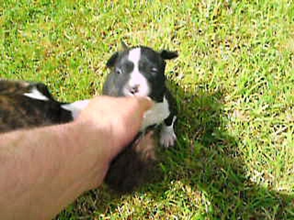 Vidéo des B.B à 1 mois.