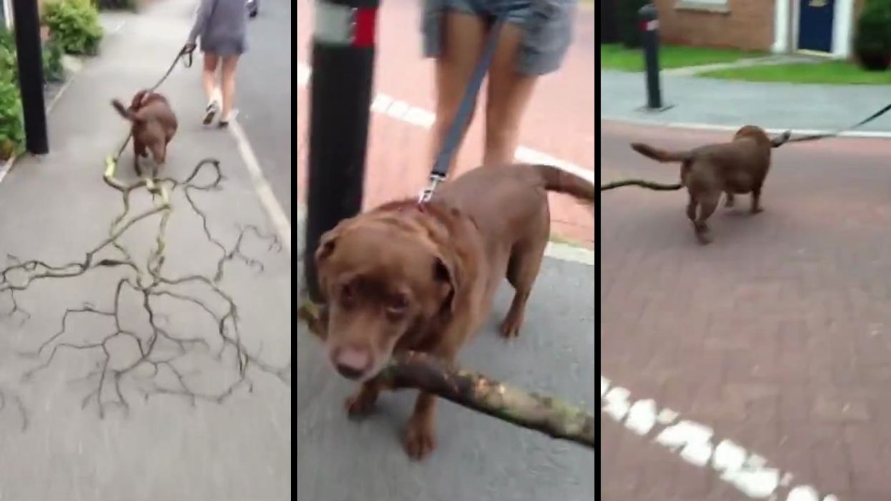 Un chien ramène un super bâton à la maison
