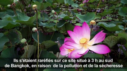 En Thaïlande, retour miraculeux des lotus sacrés