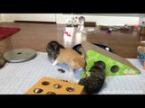 Adorable 6-Week-Old Kittens Play in Their Room