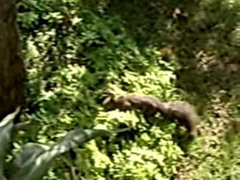 L'écureuil suite