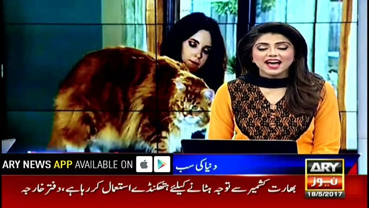 Longest Cat In The World
