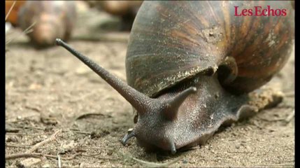 L'escargot : un marché en pleine croissante au Nigéria