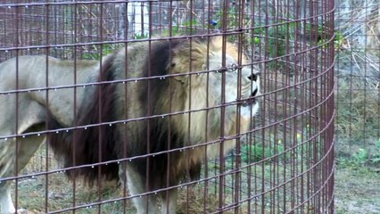 The lion is one of the big cats in the genus Panthera