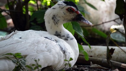 Duck is the common name for a large number of species in the waterfowl family Anatidae