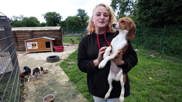 Six chiots beagles à adopter au Refuge de l'Angoumois (images Q.Petit)