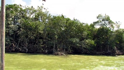 Birds in Mangroves