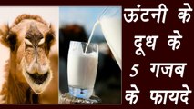 Benefits of Camel milk | ऊंटनी की दूध के 5 फायदे | Boldsky