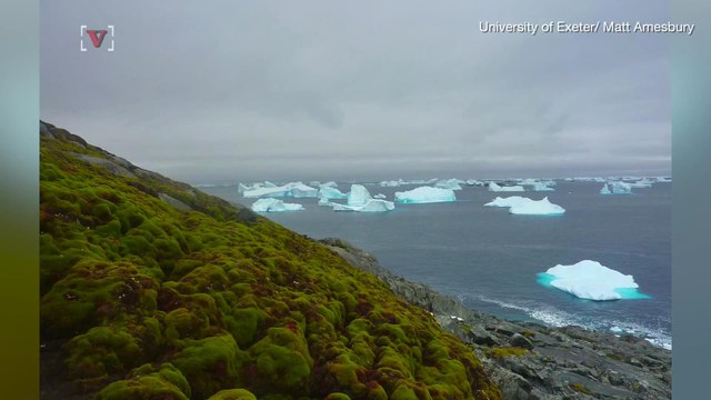 The Amount Of Moss Growing in Antartica Is Scary