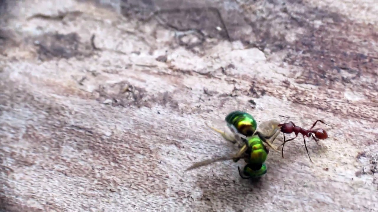 Ants