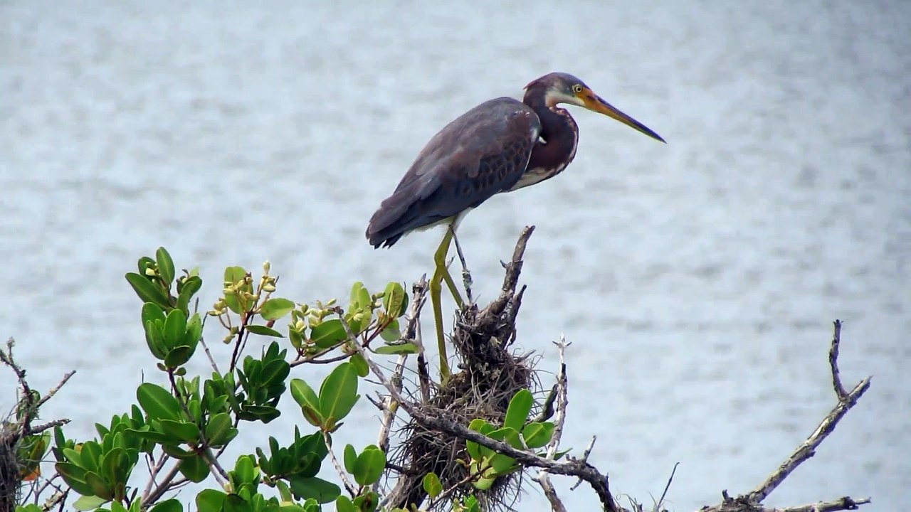 Tricolor Heron