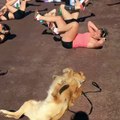 Un chien imite des femmes qui font de l'exercice