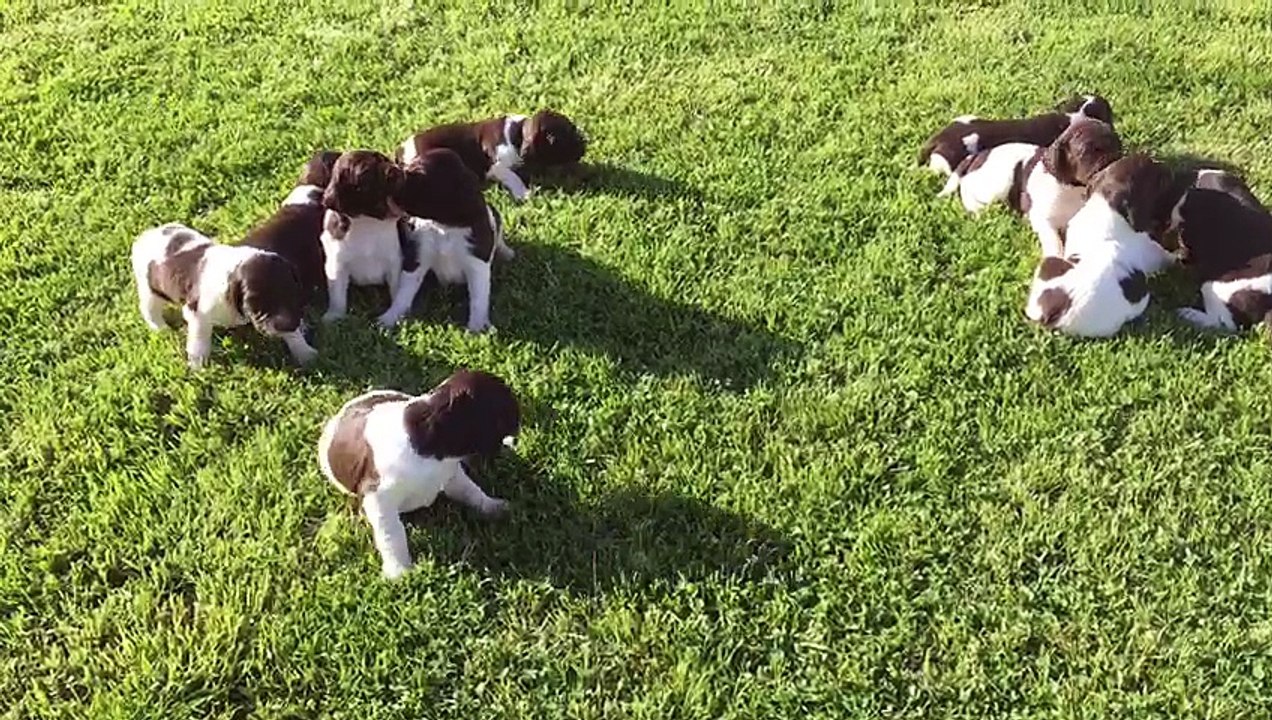 F-Wurf von der Wallmühle 19.05.2017