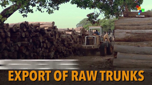 Illegal Logging Murdering Mozambique's Forests