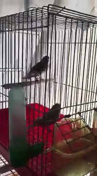 Magnifique Chardonneret en plein parade nuptiale femelle canari blanche de : Issmaiil McCarthy