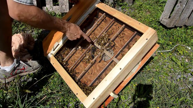 Il aspire des centaines de guêpes avec cette machine !