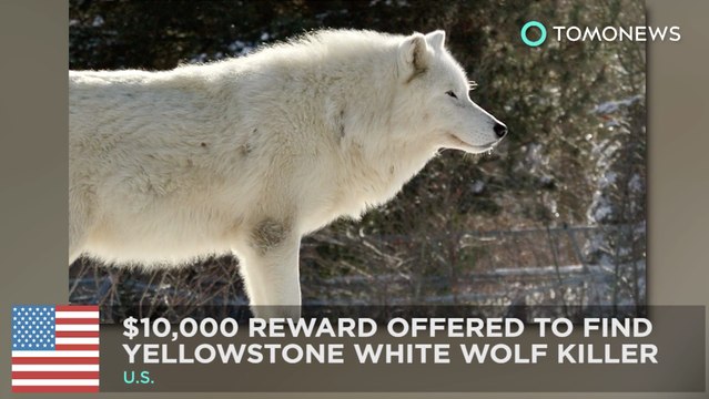 Rare 'White' Wolf killed in Yellowstone, $10,000 reward offered