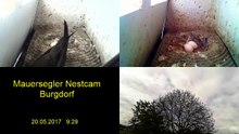 Mauersegler Nestcam 2017 - 20. Mai 9:20