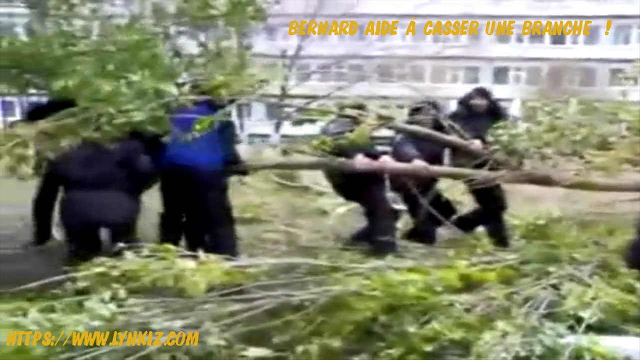 Bernard aide à casser une branche !