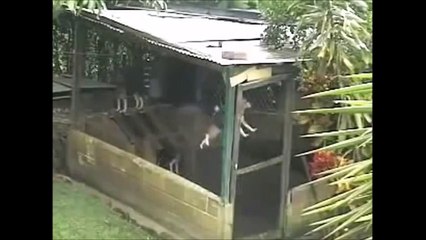 Ce chien va s'évader de sa cage d'une façon incroyable