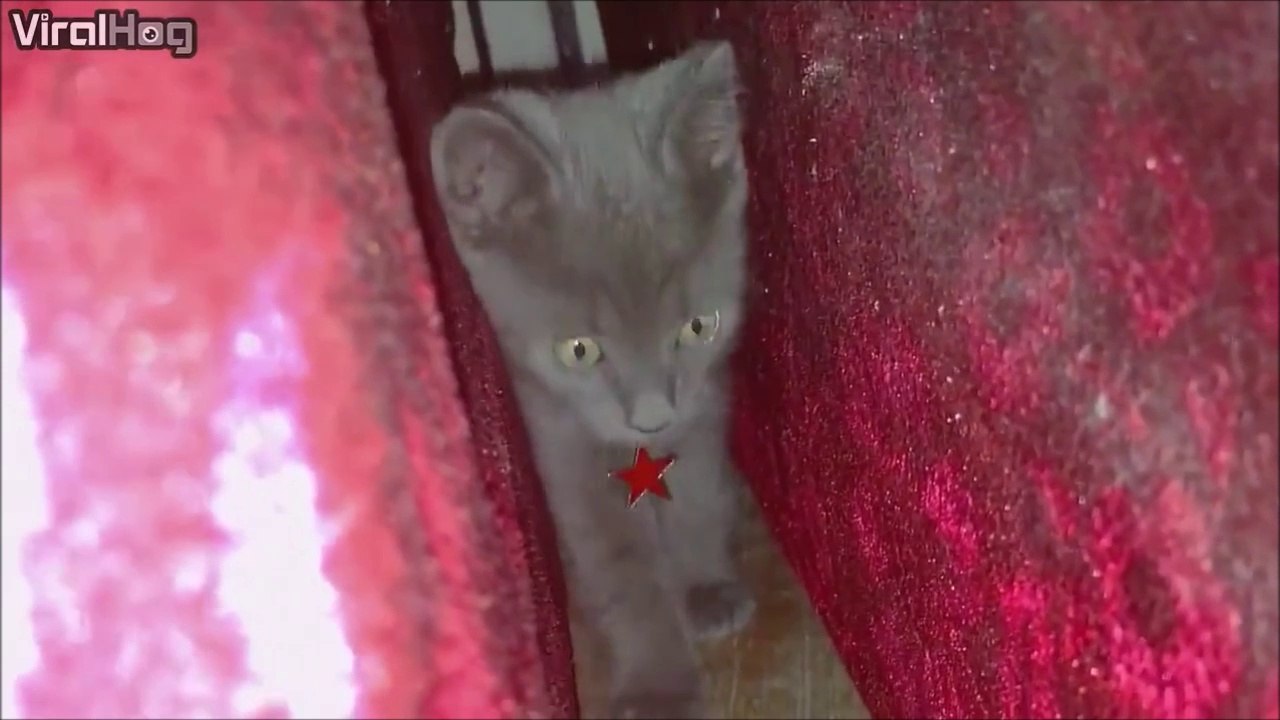 Un chat tellement chelou... mais trop chou