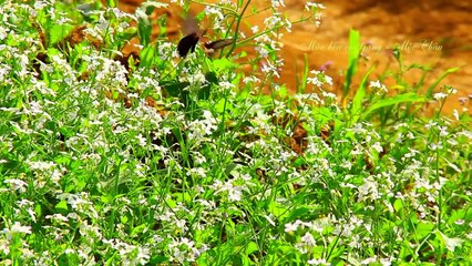 Vietnam Moc Chau Sapa, Beautiful white flowers