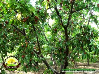 321 Kemalpaşa Torbalı İzmir AGROTROIA