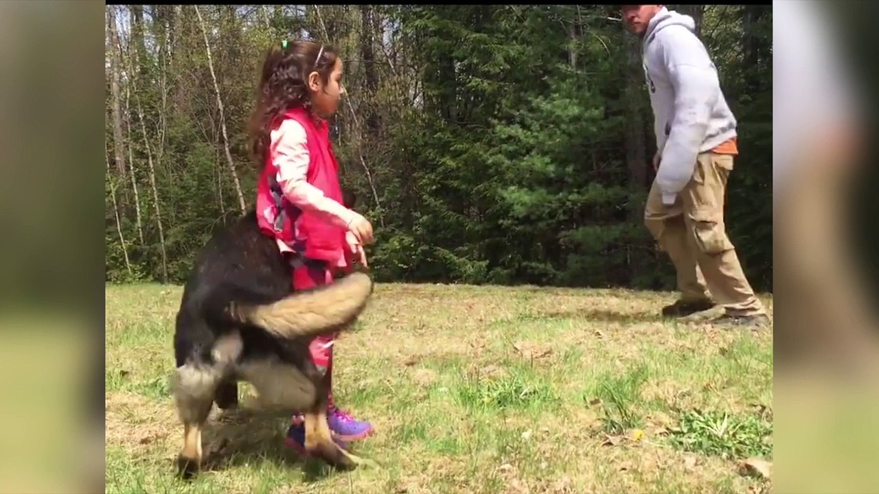 Ce chien est vraiment très protecteur !