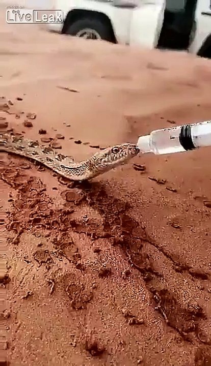 Un homme donne de l'eau à un serpent assoiffé au milieu du désert