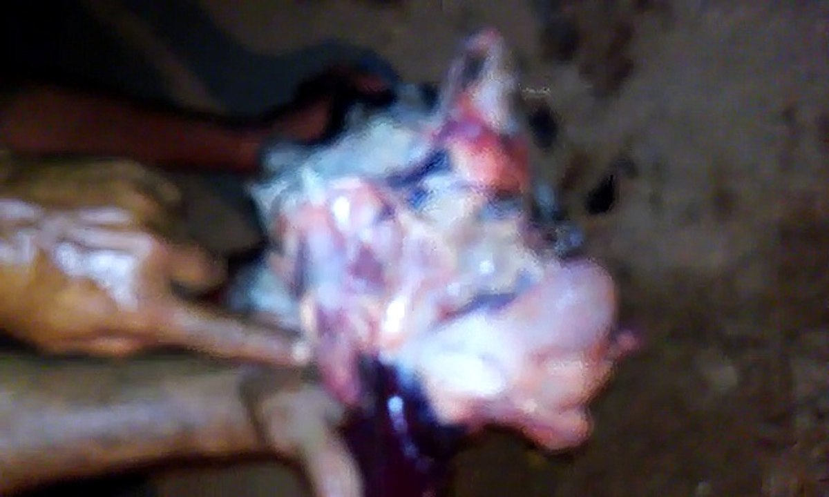 Cabrito-Cajazeiras