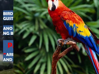 LYCA GAIRANOD AND SAM SHOAF  WERE ASKED QUESTIONS KUNG ANO ANG GUSTO NILA PAG SILA'Y MAGING ANIMAL