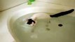Кот который любит воду!(380)
