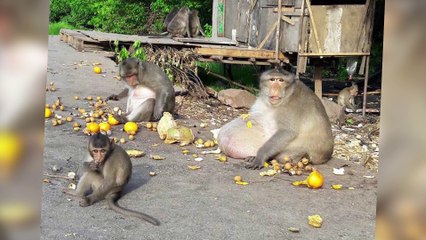 Monkey Named "Uncle Fatty" Put On Diet