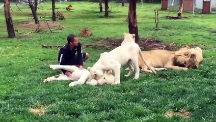 ¡Tigre salva a cuidador de ataque de leopardo