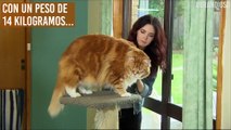 ‘Omar’, el gato que podría ser el más grande del mundo