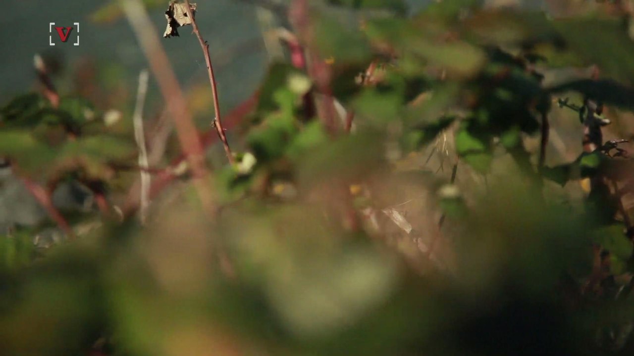 Plants Can Actually Hear